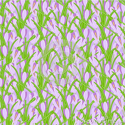 Crocus seamless background. Violet spring flowers, green leaves on purple background. Vector Illustration